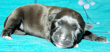 DDDawgs Orleans Opal